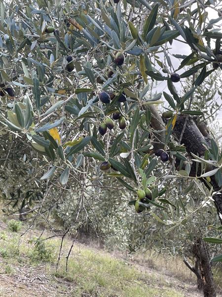 Olive grove and olives 5